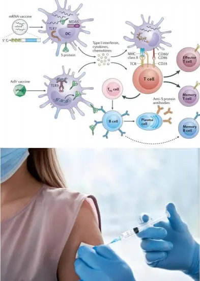 Evaluation of the effects of vaccination