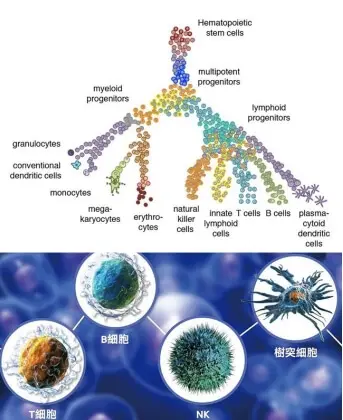 臨床免疫系統功能組態研究